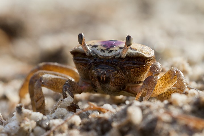 Atlantic Sand Fiddler Crab Uca pugilator